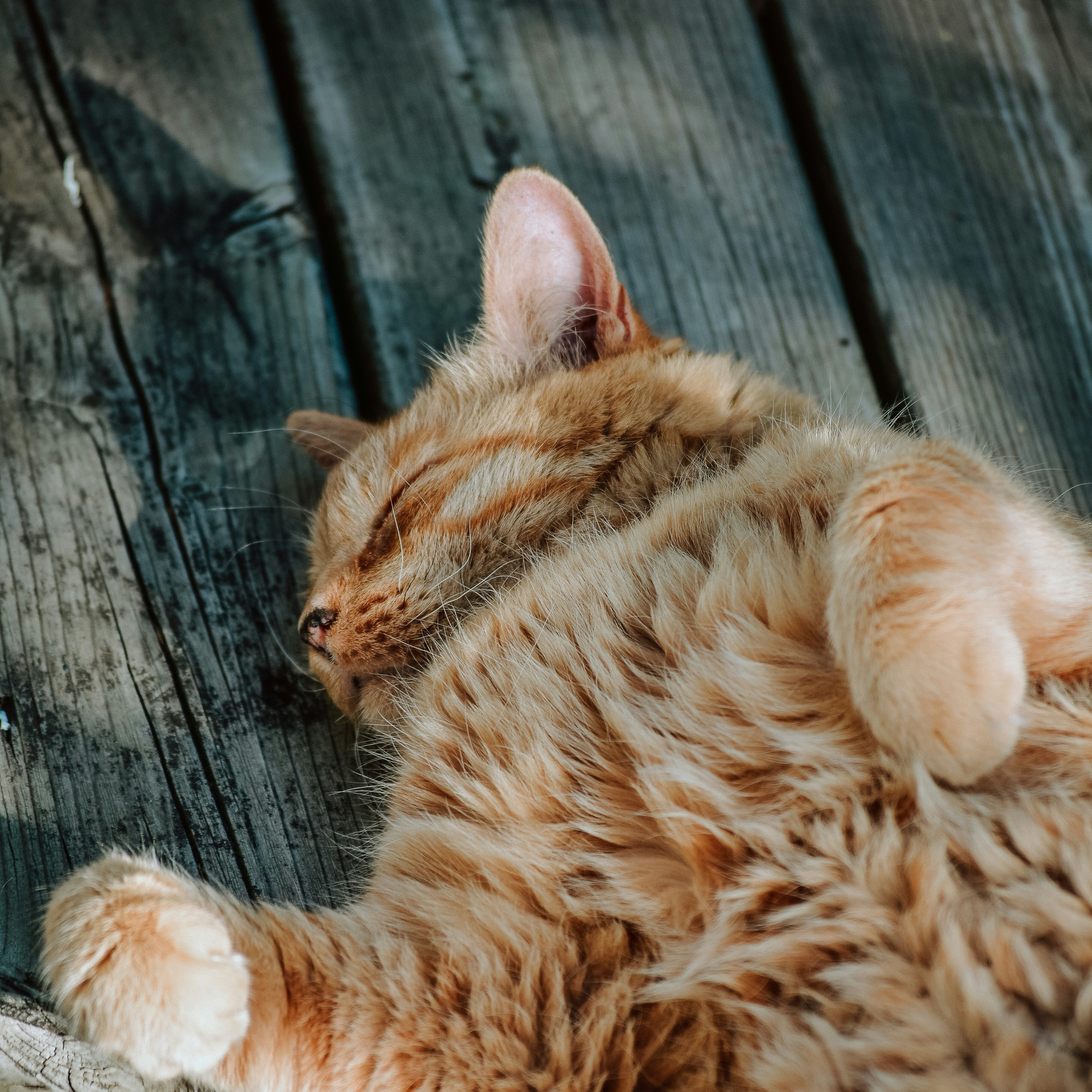 Lucky Days for Your Cat